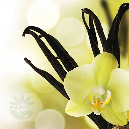 Vanilla Absolute Oil